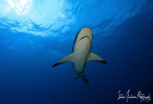 This Reef Shark makes it's way thru the sunlight for the ... by Steven Anderson 